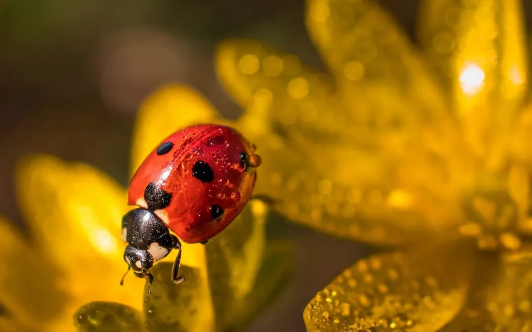 Dashu : Solutions naturelles pour la canicule