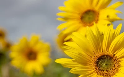 Lìqiū : Fatigue et Immunité en Fin d’Été – Préparez votre Corps à l’Automne