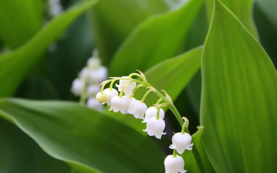 Lixia : Fatigue et digestion en été ? Solutions naturelles