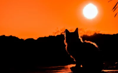 Chǔshǔ Fatigue de fin d’été et transition vers l’automne – Solutions naturelles