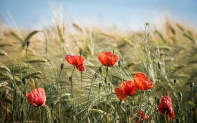 Mangzhong : Fatigue, digestion difficile, chaleur ? Solutions naturelles pour l’été