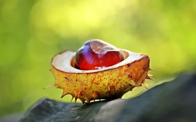 Hánlù : Fatigue, Immunité et Prévention du Froid – Comment Préparer Son Corps